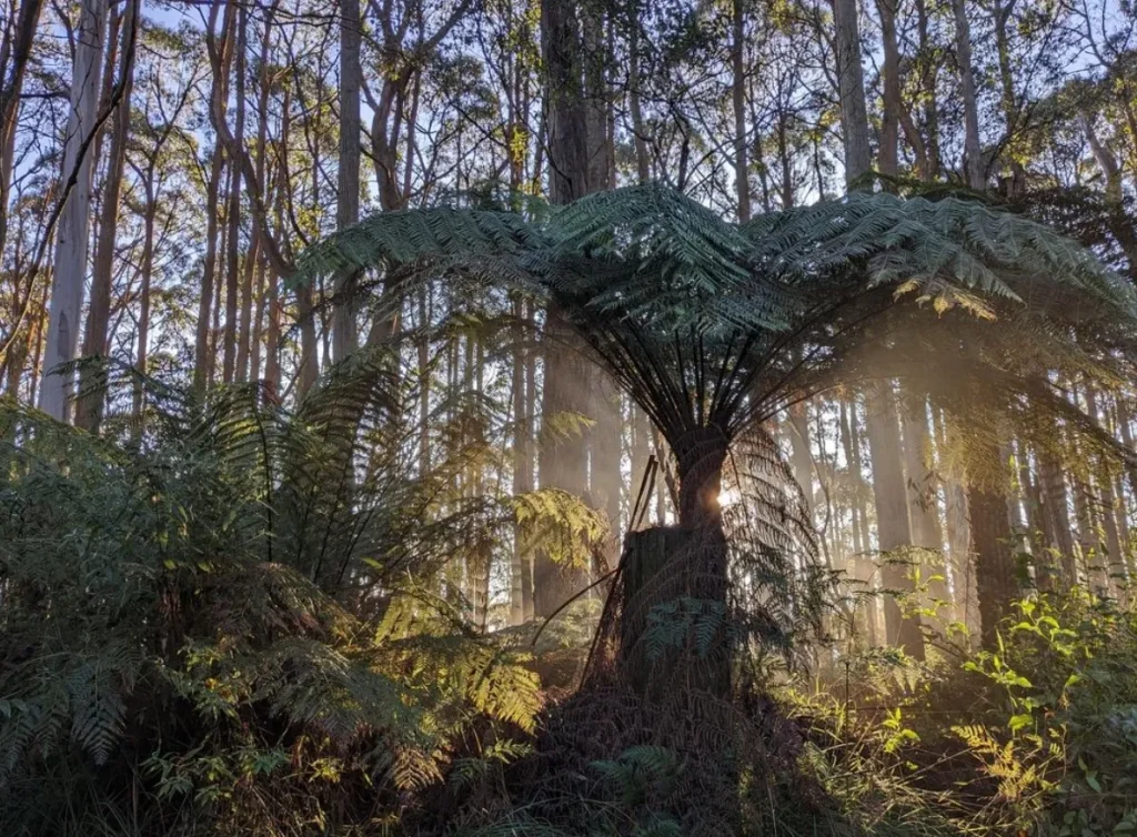 Dandenong Ranges