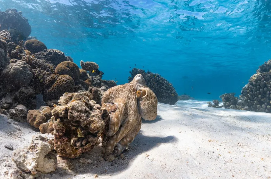 Dive Ningaloo Reef