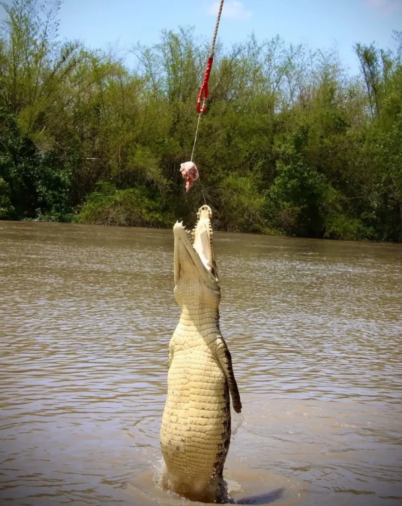 half day Jumping Croc Cruise