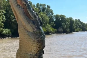 Jumping Crocodile Cruise