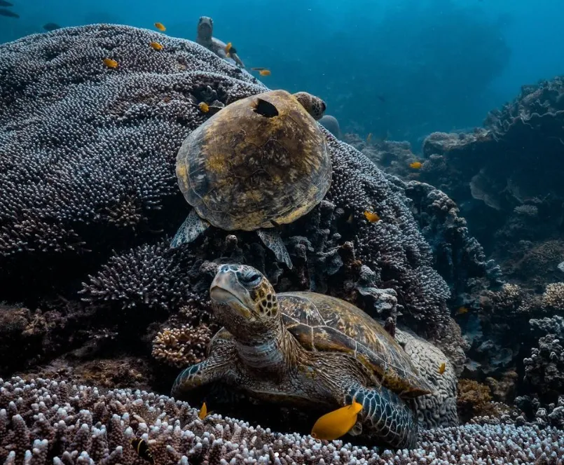 Ningaloo’s Marine Wonderland