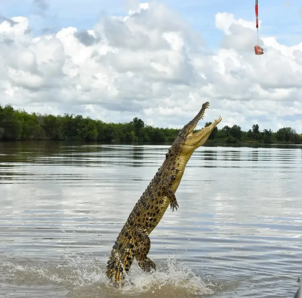 saltwater crocodiles