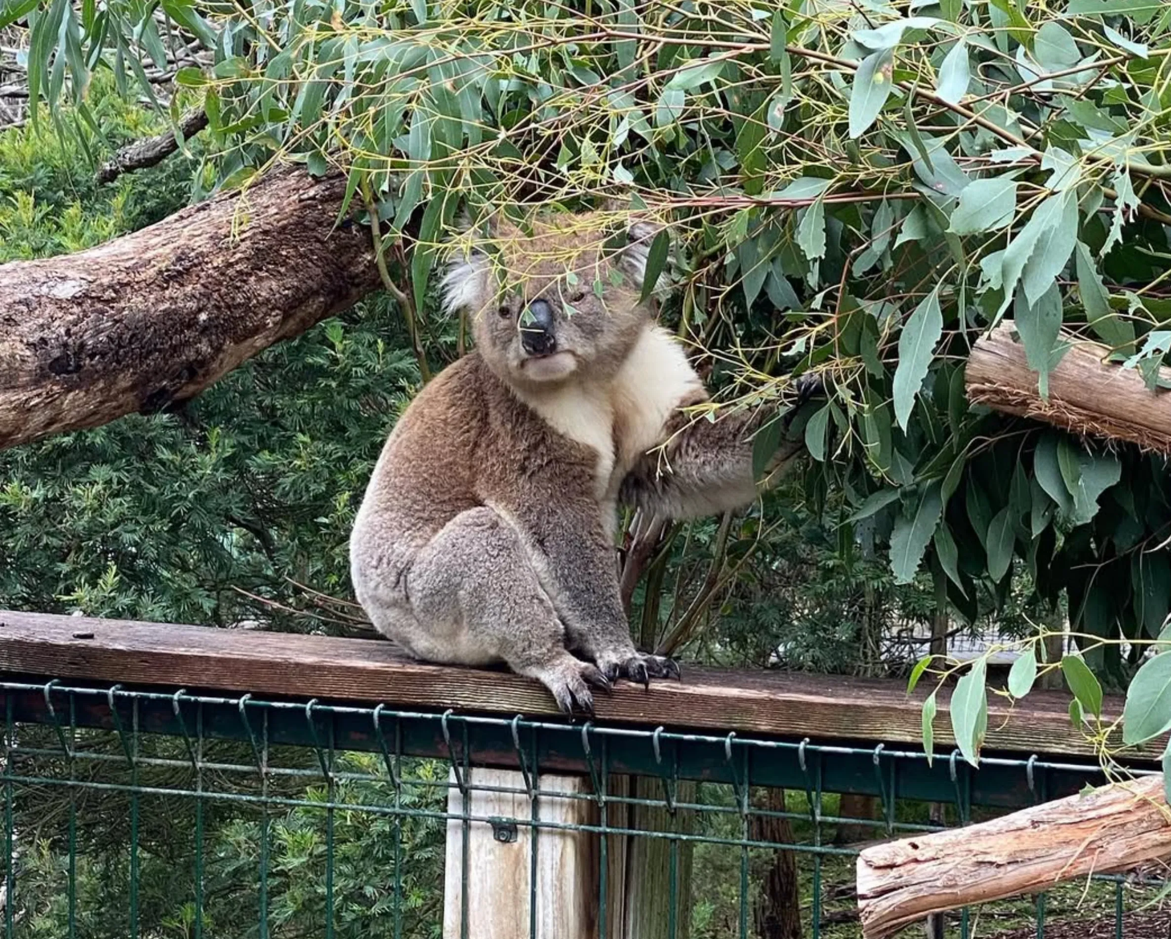 amazing wildlife, Phillip Island