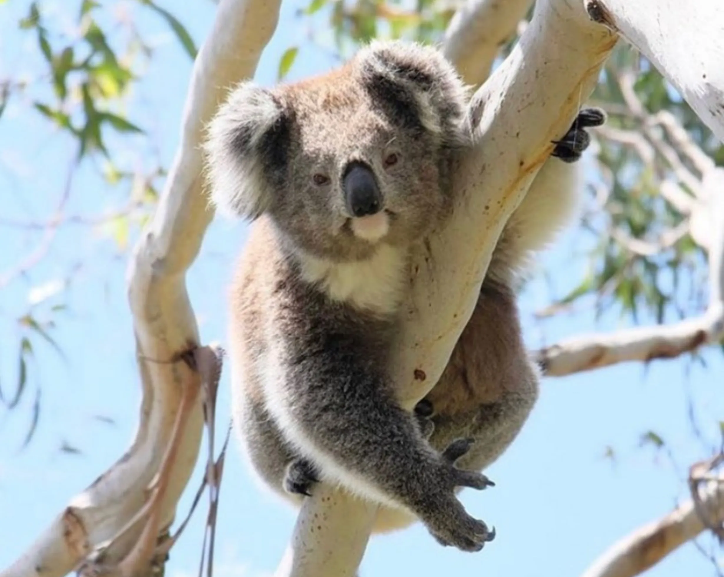baby koalas, Phillip Island