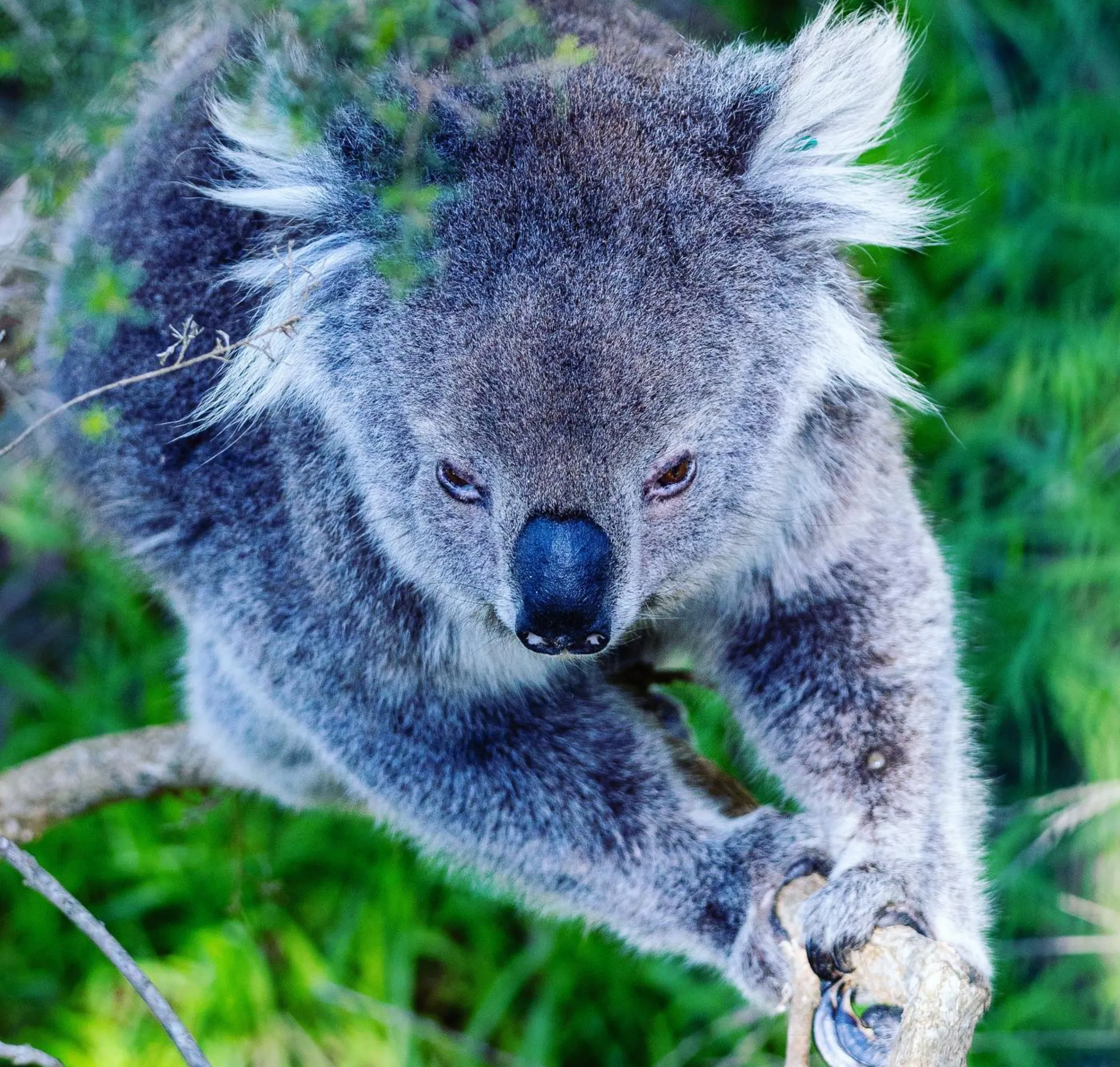 friendly wildlife, Phillip Island