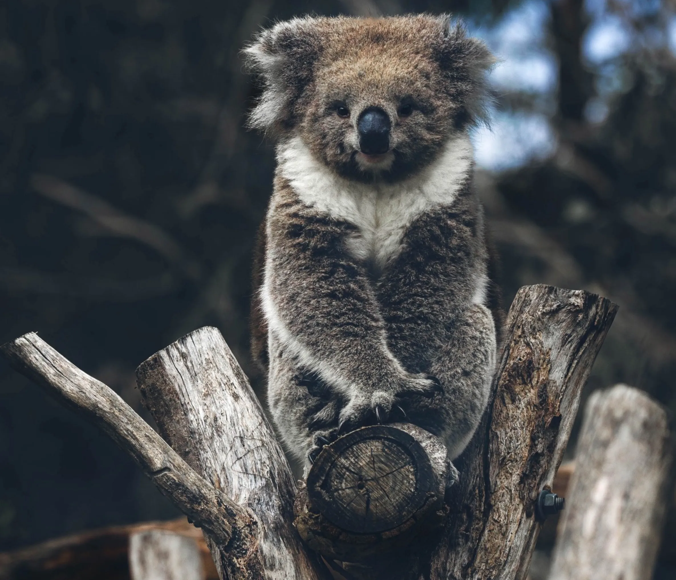 koala population, Phillip Island