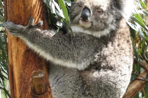 Koalas on Phillip Island