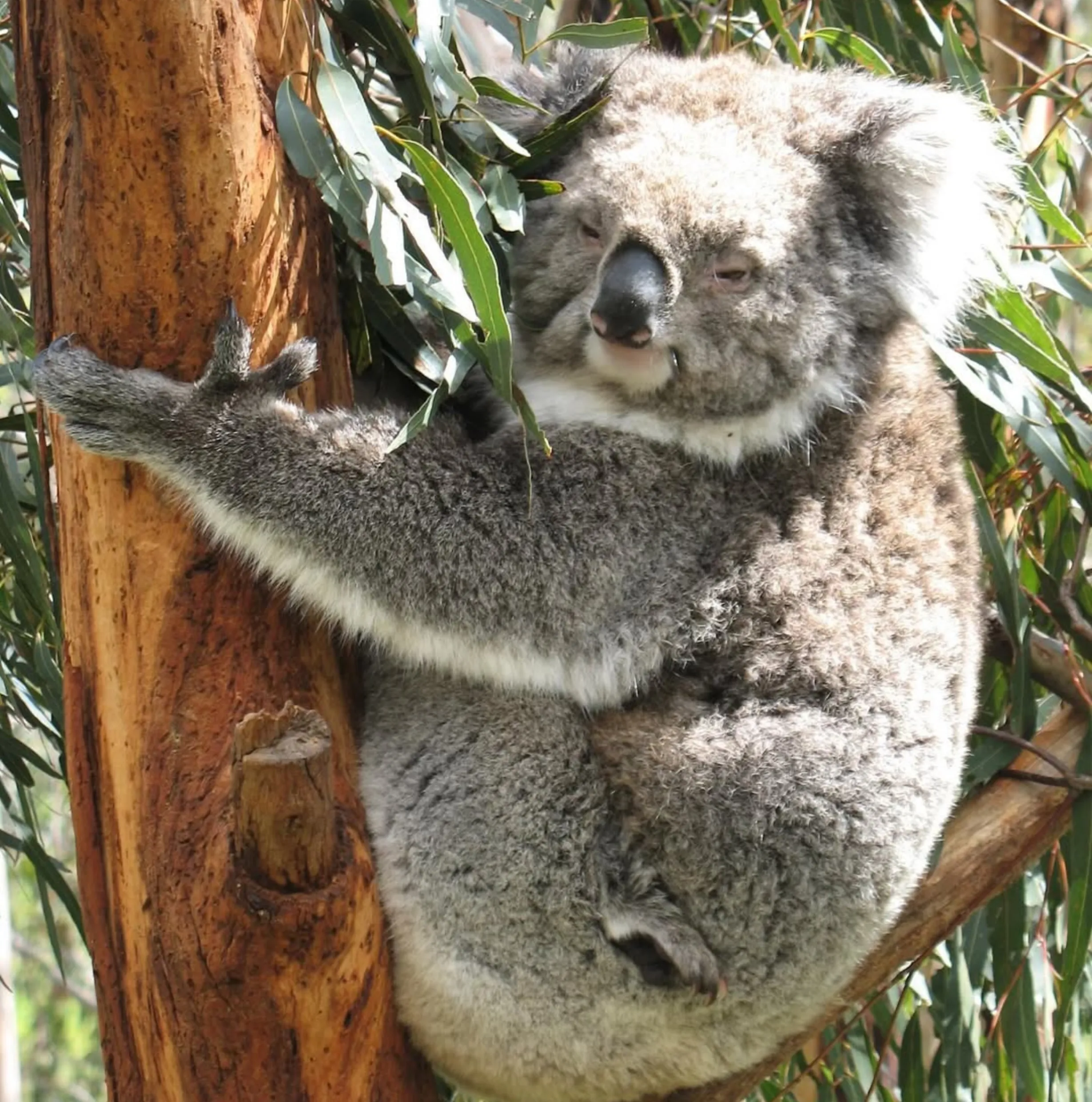 Koalas on Phillip Island