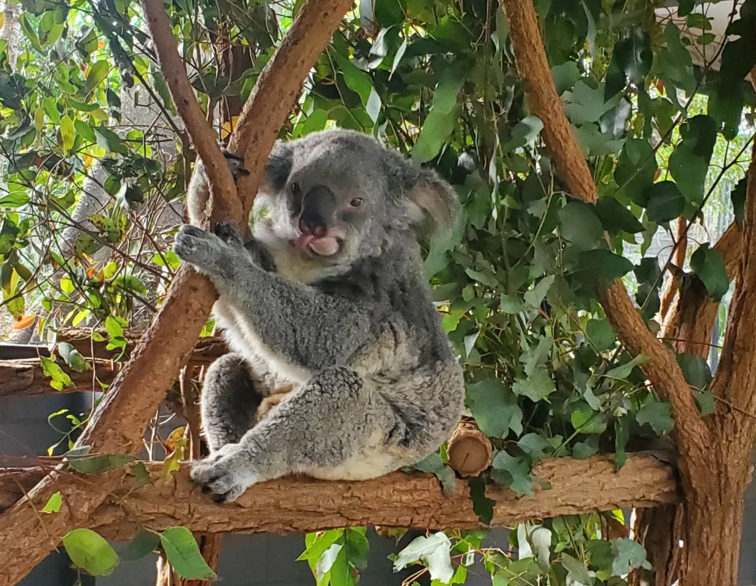 native animals, Phillip Island