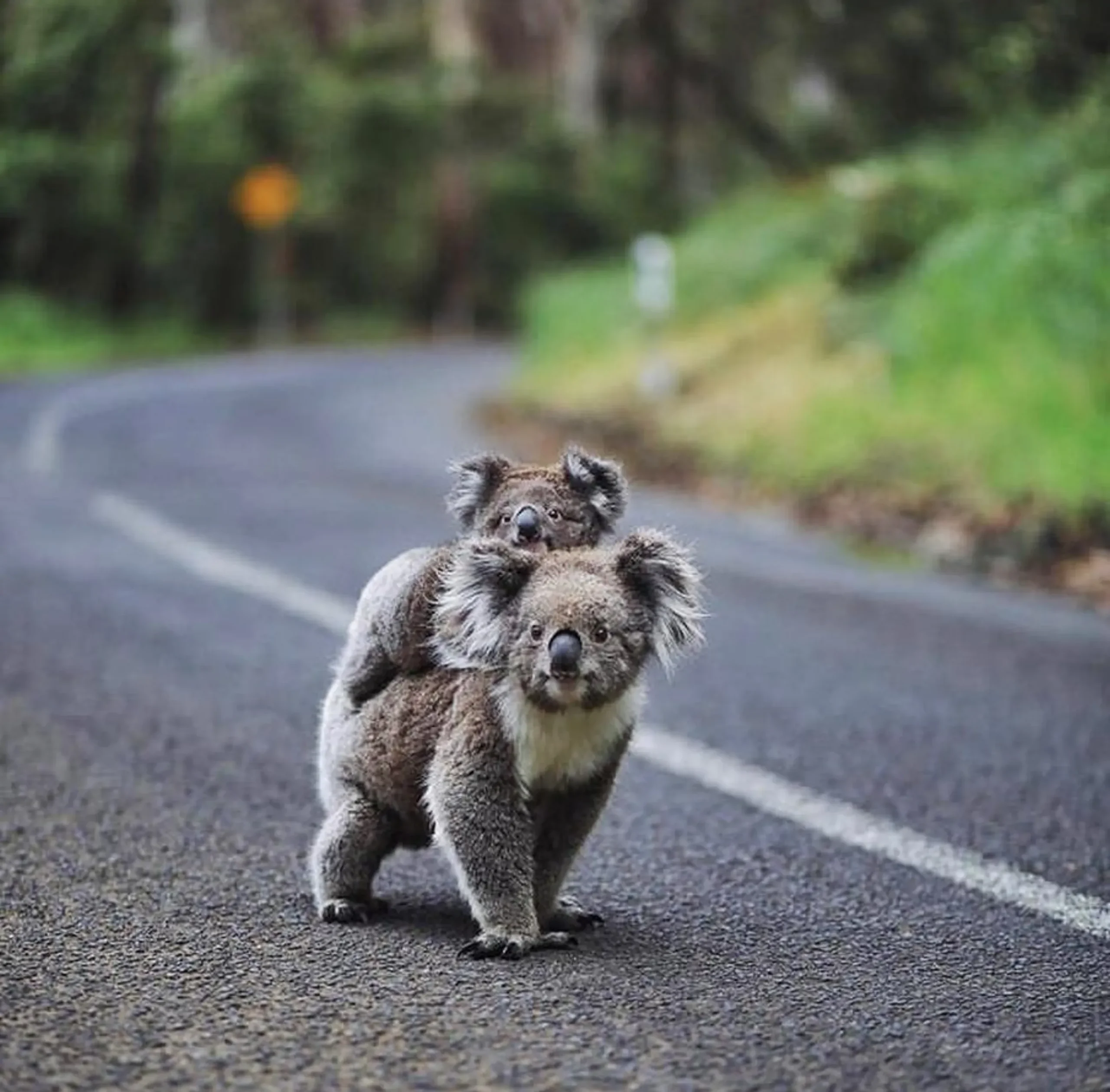 great ocean walk vs road